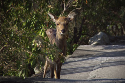 鳥獣被害対策システム